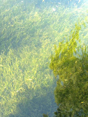 自建水生植物種植基地